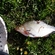 Silver Bream