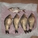 Crucian carp