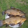 Tench