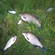 Carp bream