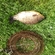 Prussian carp
