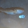 Atlantic cod
