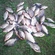Crucian carp