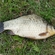 Crucian carp