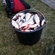 Roach