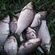 Prussian carp