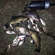 Tench