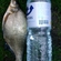 Carp bream