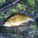 Tench