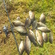Crucian carp