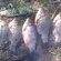 Prussian carp