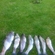 Ocean Trout