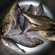Eurasian perch