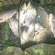 Crucian carp