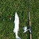 Wels catfish