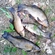 Tench