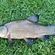 Tench