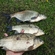 Prussian carp