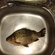 Prussian carp