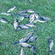 Carp