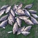 Carp
