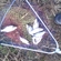 Carp bream