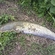 Wels catfish