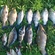 Tench