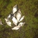 Carp bream