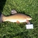 Tench