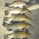 Tench