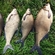 Carp bream