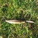 Ocean Trout