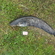 Wels catfish