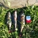 Eurasian perch