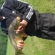 Carp