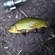 Tench