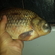 Crucian carp