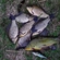 Prussian carp