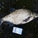 Carp bream