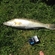 Pike perch