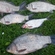Prussian carp
