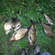 Carp bream
