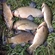 Tench