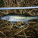 Pike perch