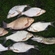 Crucian carp