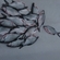 Silver Bream