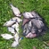 Carp bream