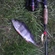 Eurasian perch