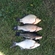 Crucian carp